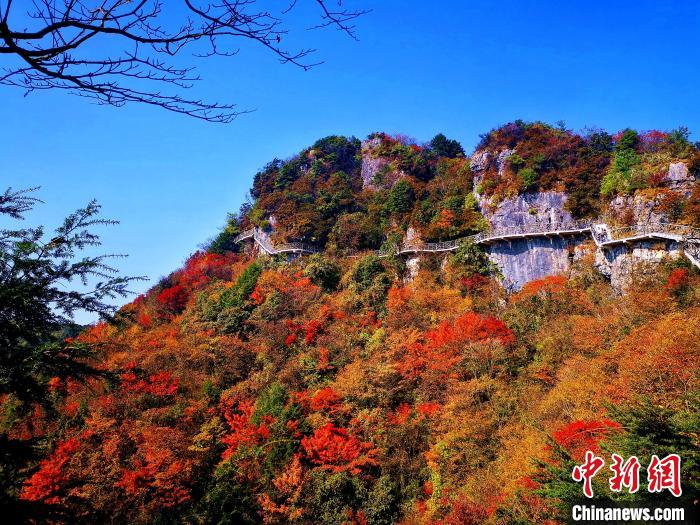 巴山大峽谷漫天紅葉。　張平 攝