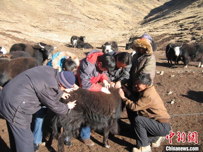 資料圖為研究團(tuán)隊(duì)在青南高原地區(qū)開(kāi)展了牦牛寄生蟲(chóng)病流行病學(xué)和防治技術(shù)研究?！?青海省畜牧獸醫(yī)科學(xué)院供圖