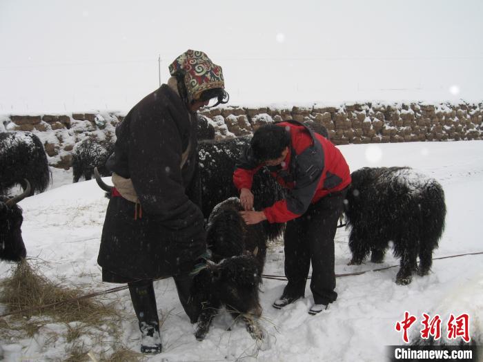資料圖為研究團(tuán)隊(duì)在達(dá)日縣檢查牛背部皮蠅幼蟲(chóng)感染情況?！?青海省畜牧獸醫(yī)科學(xué)院供圖