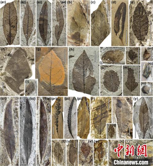 中始新世熱魯化石植物群(4500萬(wàn)–4000萬(wàn)年前)?！≈锌圃呵嗖馗咴?供圖