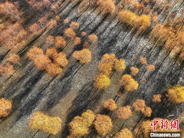 入冬時(shí)節(jié)，雅魯藏布江畔的樹林一片金黃?！《拘?攝