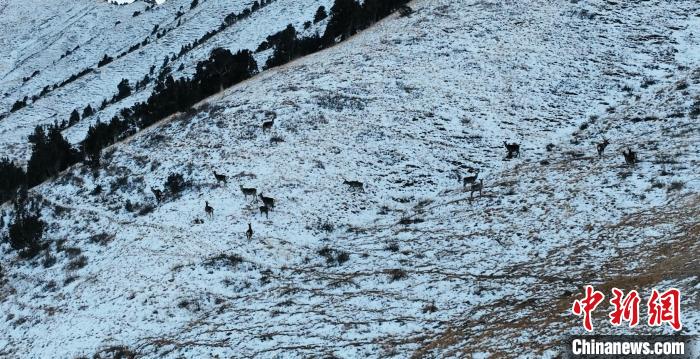 圖為巖羊和馬鹿集體在雪地里休憩?！《继m縣融媒體中心 供圖