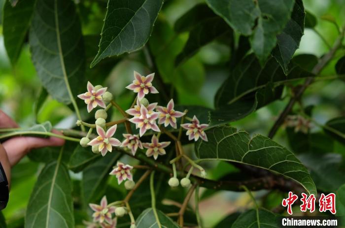圖為古林箐近地保護(hù)的滇桐首次開花?！±顕?guó)云 攝