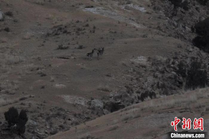 圖為兩只馬鹿在山坡上行走?！〔湃?攝