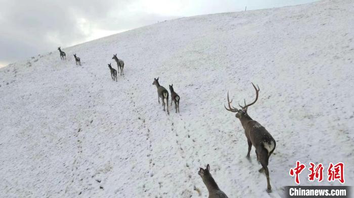 圖為馬鹿群在雪地里行走。　才仁 攝