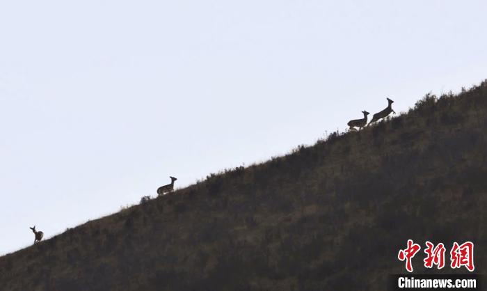 圖為狍鹿在山坡上漫步?！〔彭?xiàng)南加 攝