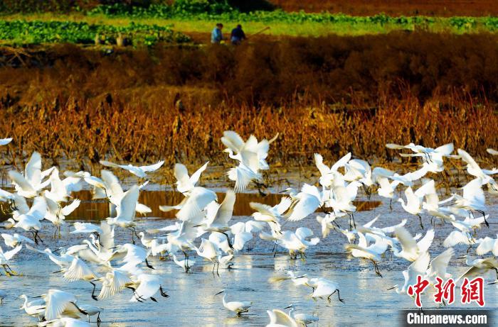 成都白鷺灣濕地公園?！“討?攝