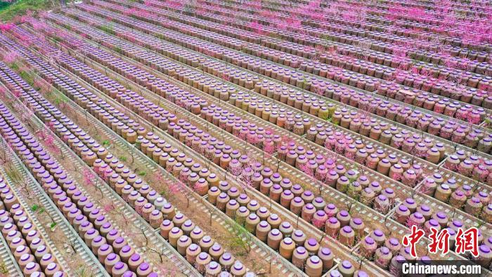 灼灼桃花惹人醉?！㈡?攝