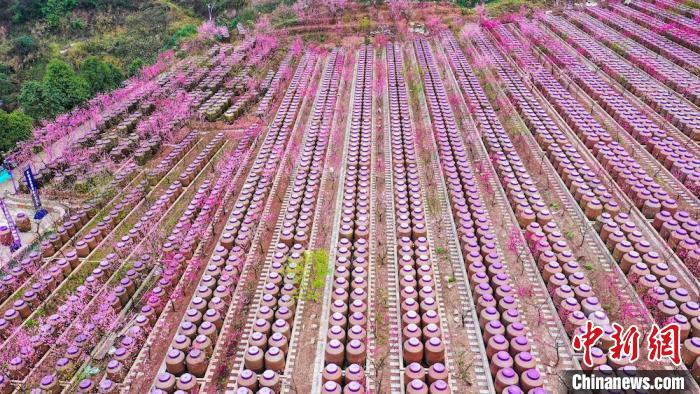 灼灼桃花惹人醉?！㈡?攝