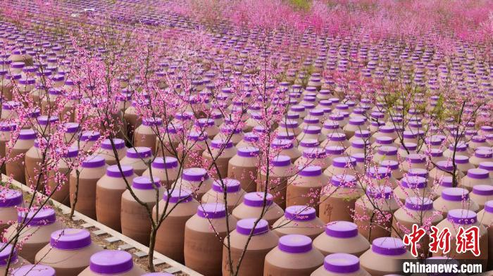 桃花和酒壇相映成趣?！∫足?攝