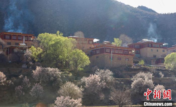 暖陽(yáng)下白玉縣河坡鎮(zhèn)正在盛開的桃花與藏式民居?！“子袢诿?攝