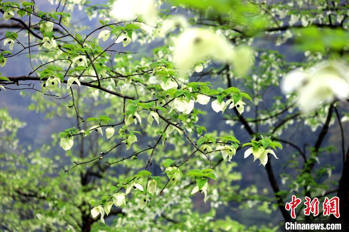 珙桐在春末夏初之際開花，花期較短?！螚?攝