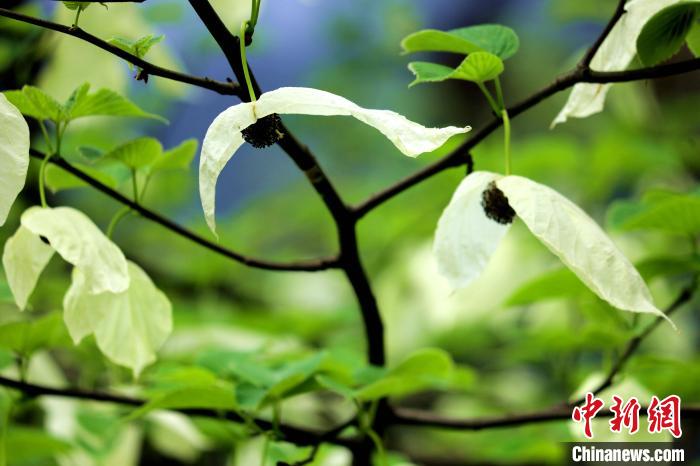 兩片潔白的花瓣隨風(fēng)搖曳就像飛翔的白鴿?！螚?攝