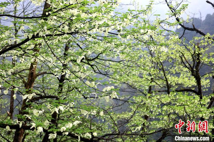 珙桐是1000萬年前新生代第三紀(jì)留下的孑遺植物，中國(guó)特有的樹種，是國(guó)家一級(jí)瀕危保護(hù)野生植物?！螚?攝