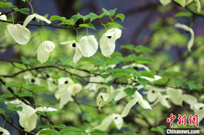 珙桐樹開出潔白的花朵?！螚?攝