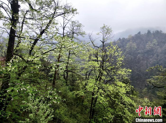 珙桐花朵潔白素雅，與青山雨霧融為一體。　呂楊 攝
