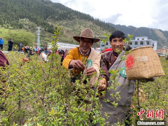 圖為當(dāng)?shù)剞r(nóng)牧民進(jìn)行藏雪茶采摘比賽。　王劍輝 攝