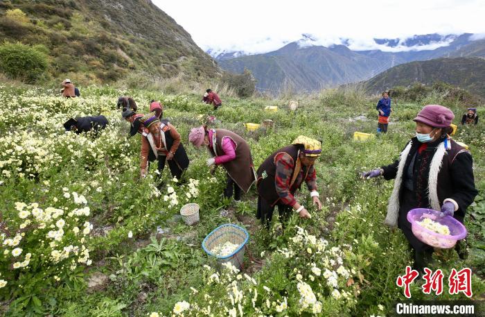 “落戶(hù)”黑水的杭白菊。桐鄉(xiāng)市宣傳部提供