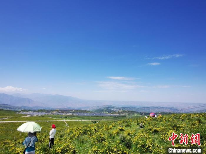 2020年07月07日拍攝于臨夏州積石山縣境內(nèi)，生態(tài)環(huán)境逐漸恢復(fù)，小黃花開遍山間。(資料圖) 殷春永 攝