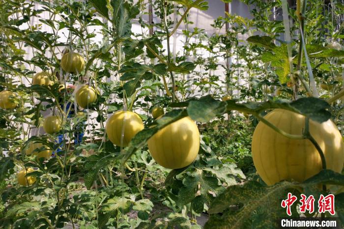 圖為康馬縣大棚內(nèi)的金太陽西瓜?！⒔ㄜ?攝