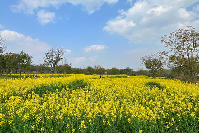 每到油菜花季，就有市民相約到重慶廣陽島上踏青賞花。鄒樂攝