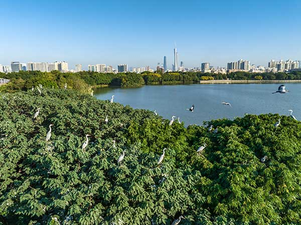 廣州海珠國(guó)家濕地公園一角。公園供圖