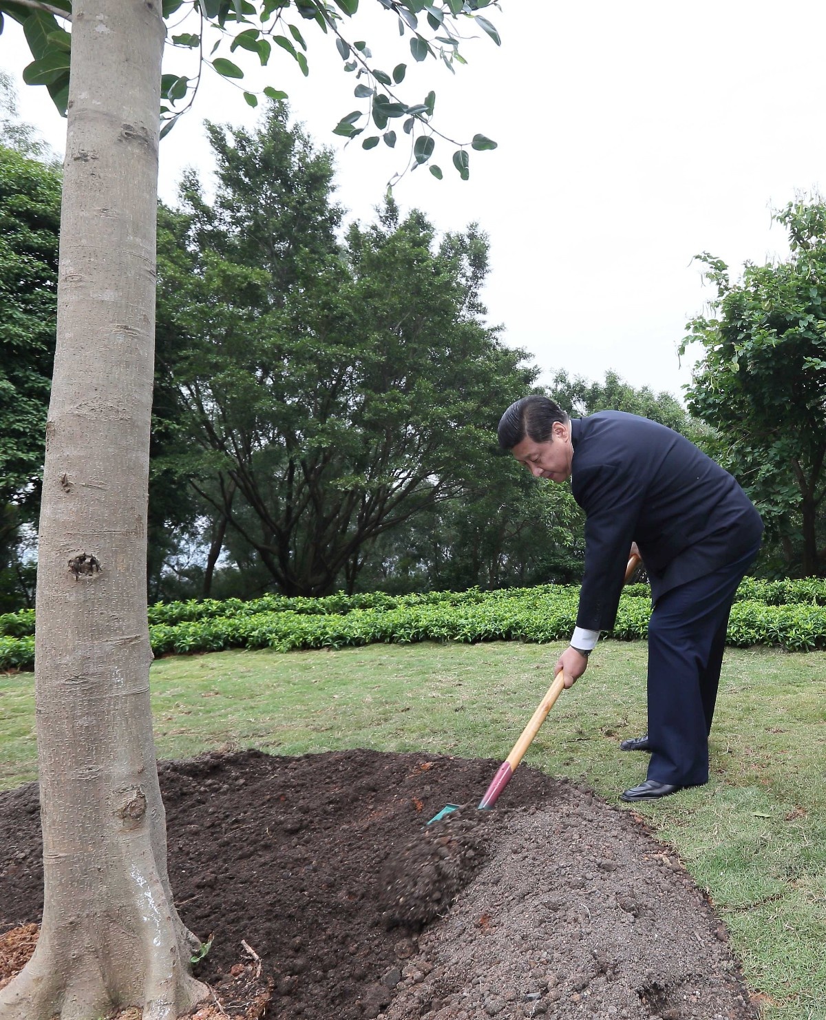 2012年12月8日，習(xí)近平在深圳蓮花山公園種下一棵高山榕樹。