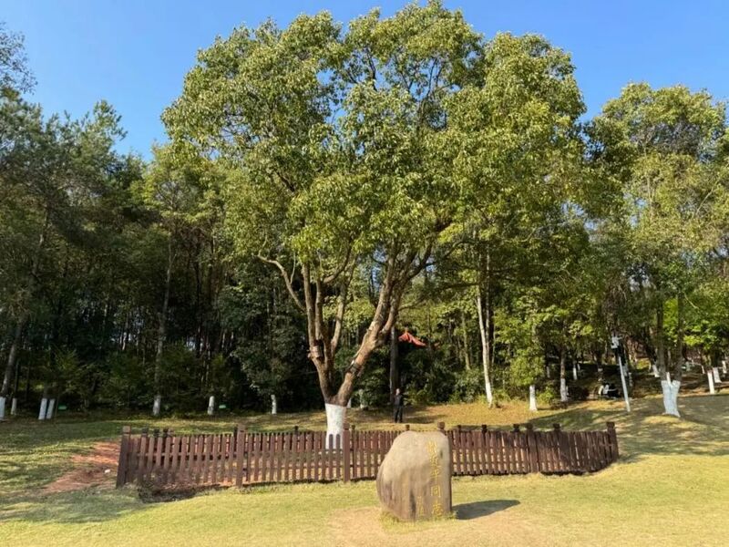 習(xí)近平同志為福建省長汀縣水土保持科教園捐種的香樟樹。圖源：學(xué)習(xí)時(shí)報(bào)