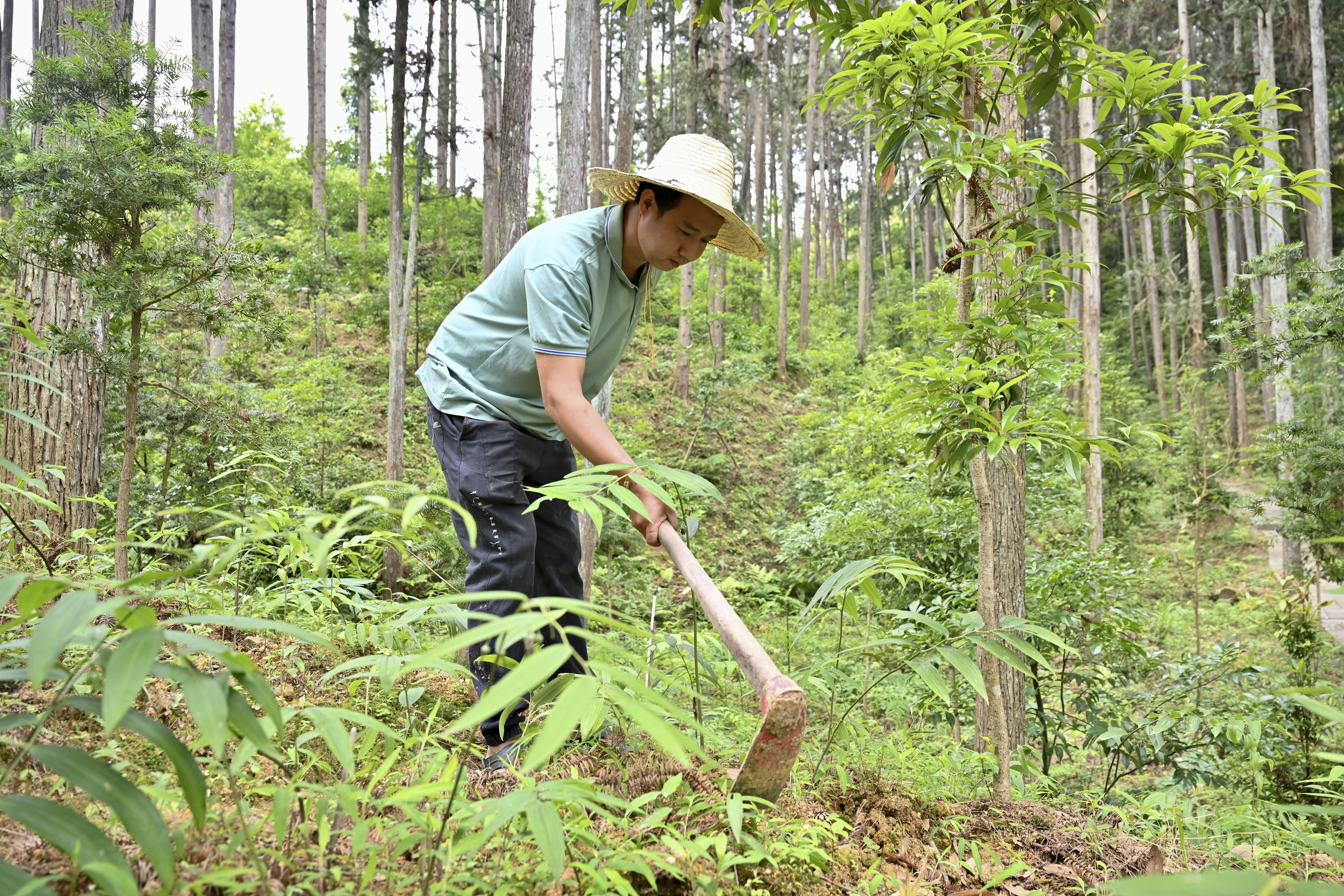 2024年5月9日，福建省三明市馬巖林下經(jīng)濟(jì)種植示范基地工人在管理林下種植的多花黃精。
