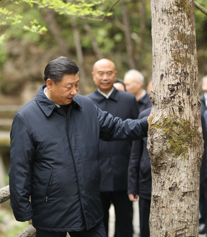 　2020年4月，習近平總書記來到位于商洛市柞水縣的秦嶺牛背梁國家級自然保護區(qū)，考察秦嶺生態(tài)保護情況。新華社記者 鞠鵬 攝