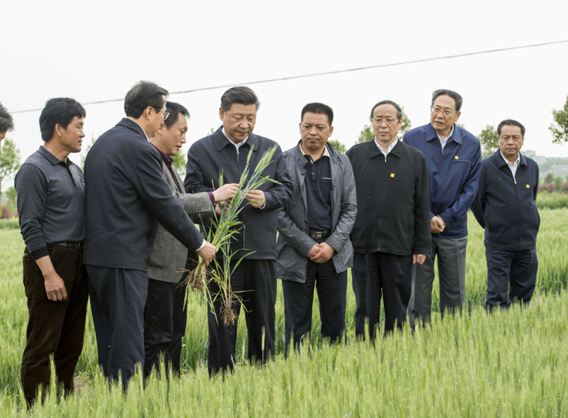 2016年4月25日下午，習(xí)近平在安徽滁州市鳳陽(yáng)縣小崗村察看小麥長(zhǎng)勢(shì)。左一為種糧大戶程夕兵。新華社記者 李學(xué)仁 攝