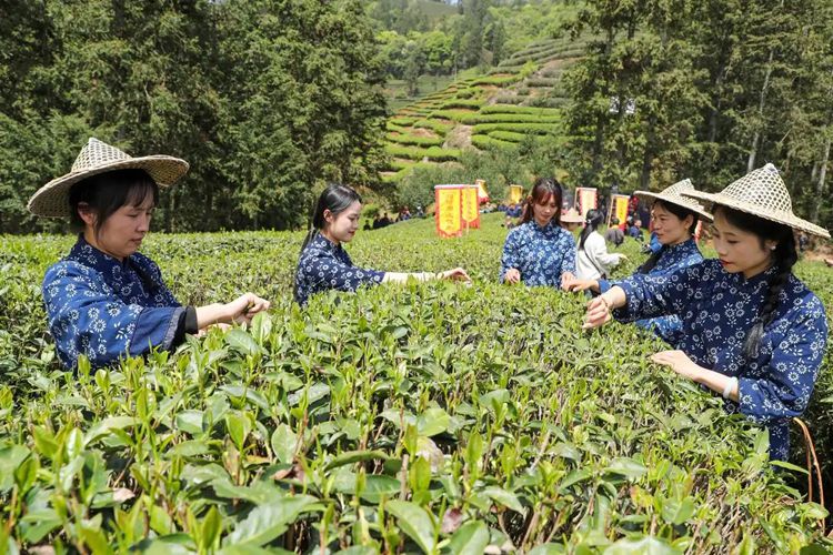 2025年4月13日，福建武夷山市星村鎮(zhèn)朝陽村茶農(nóng)在生態(tài)茶園展示采茶。新華社發(fā)（邱汝泉 攝）