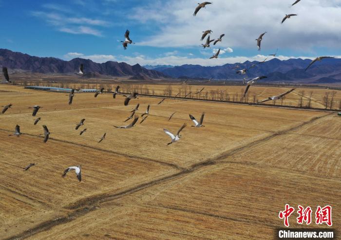 圖為黑頸鶴在拉薩市林周縣境內(nèi)飛翔?！∝暩聛硭?攝