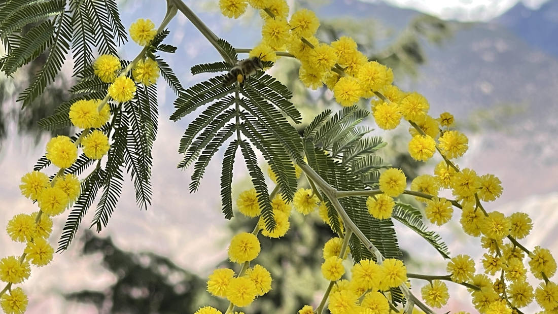 蜜蜂在金合歡花枝上休憩。
