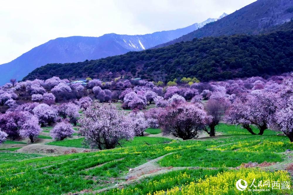 一樹(shù)樹(shù)野桃花開(kāi)得正艷。人民網(wǎng) 李海霞攝