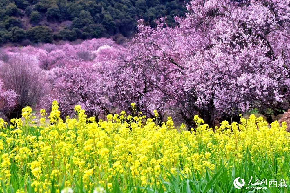 桃花與油菜花交相輝映。人民網(wǎng) 李海霞攝