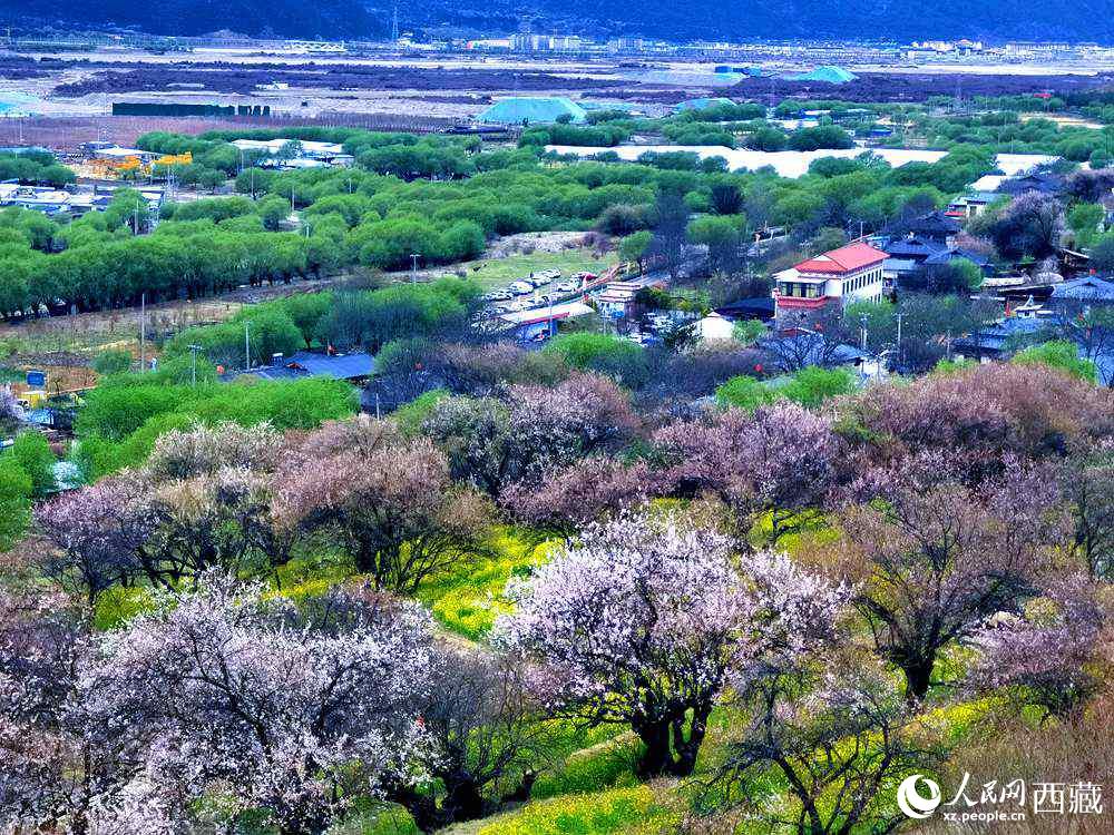 漫山開(kāi)放的野桃花。人民網(wǎng) 李海霞攝