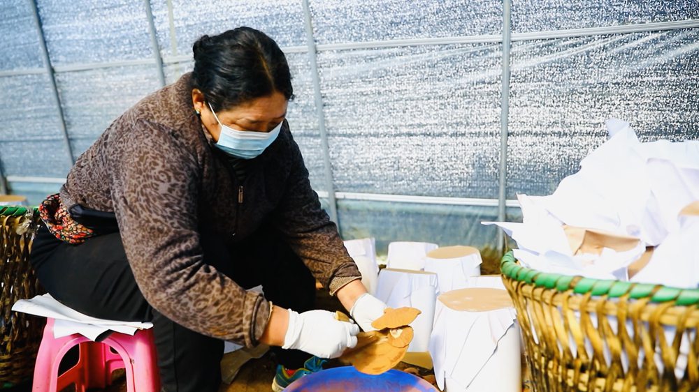 采收靈芝孢子粉。