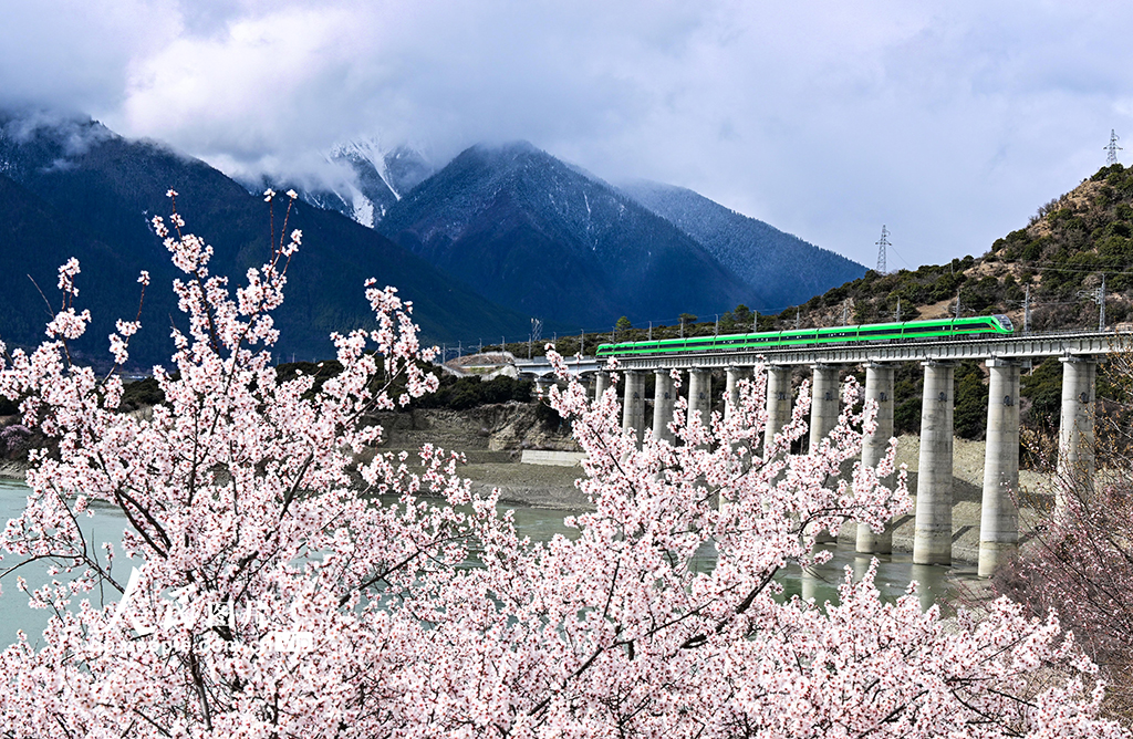 西藏林芝：雪域高原列車穿越花?！?】