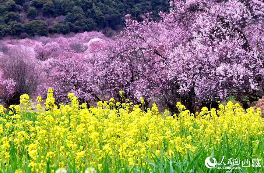 桃花與油菜花勾勒出別樣風(fēng)景。 人民網(wǎng) 李海霞攝