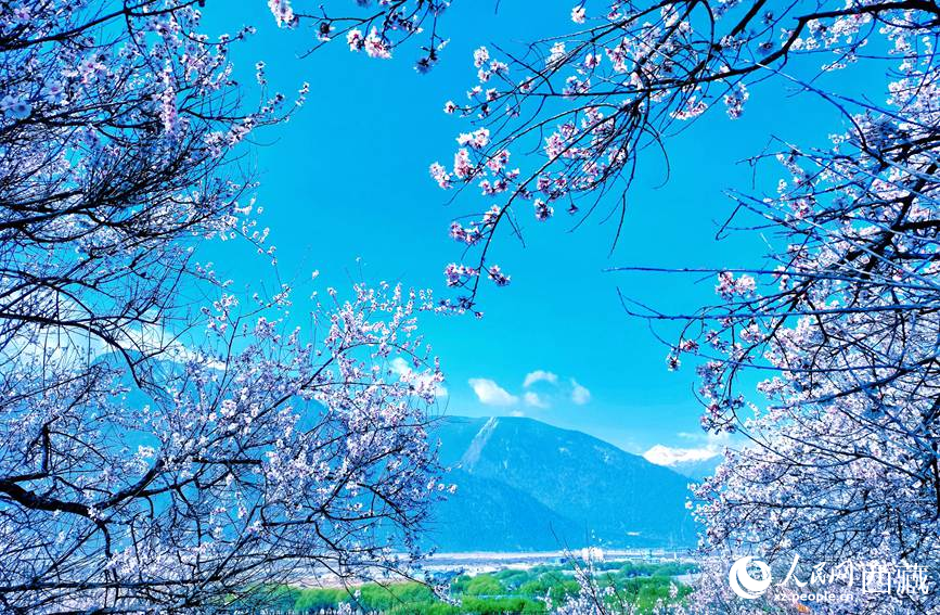 藍(lán)天與桃花相映成趣。 人民網(wǎng) 李海霞攝