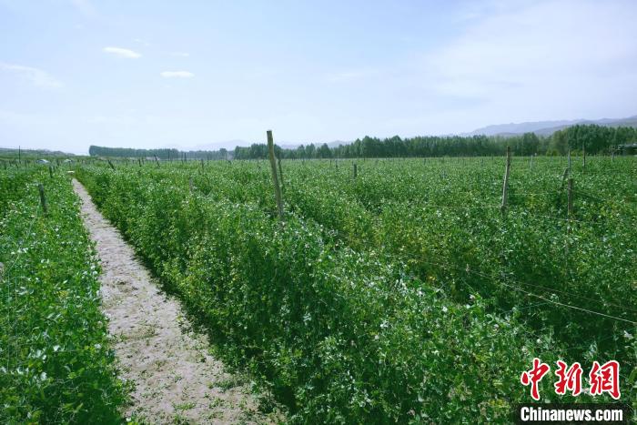 天?？h高原綠色(有機)蔬菜基地種植的食用莢豆?！￡I道華 攝