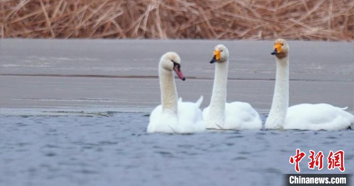 圖為疣鼻天鵝與大天鵝?！∏嗪夜珗@觀鳥協(xié)會供圖 攝