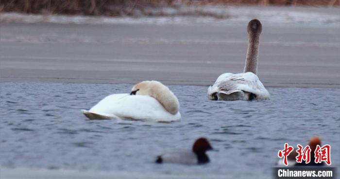 圖為疣鼻天鵝水面休憩。　青海國(guó)家公園觀鳥(niǎo)協(xié)會(huì)供圖 攝