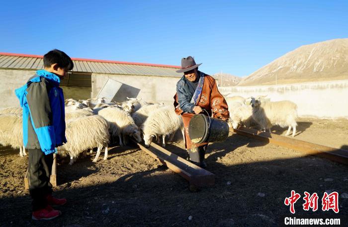 圖為哇保和孫子正在喂羊?！〔彭?xiàng)什姐 攝