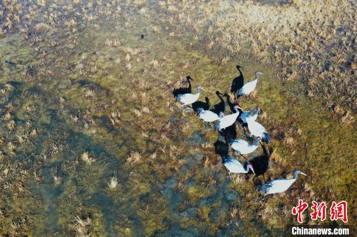 圖為黑頸鶴群在濕地中曬太陽(yáng)?！】姥?攝