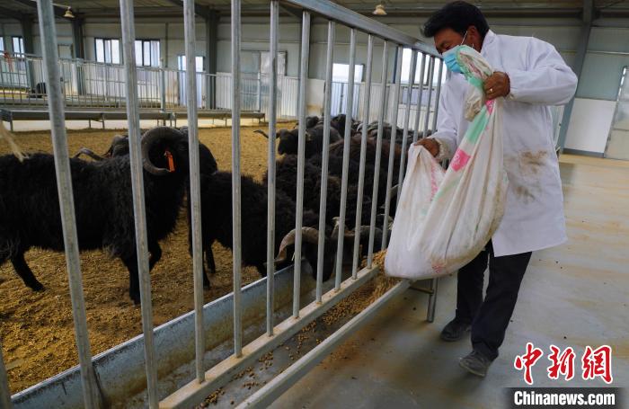 圖為飼養(yǎng)員給黑藏羊喂食。　馬銘言 攝