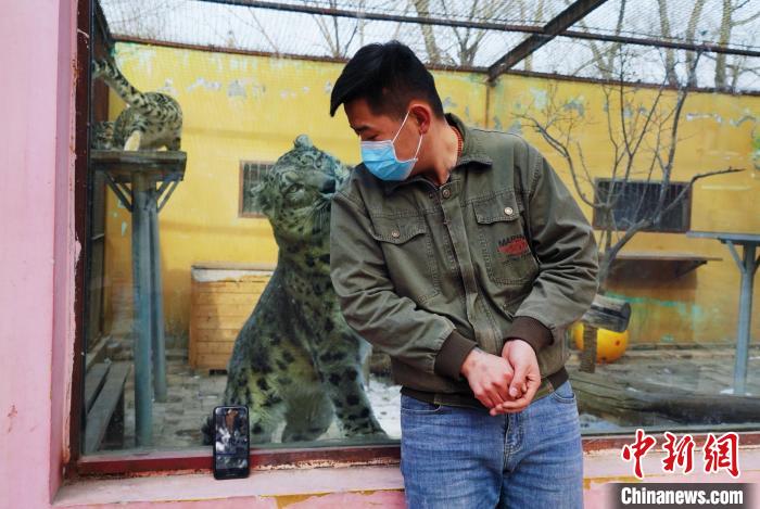 圖為雪豹“奶爸”史壽軍直播休息時與雪豹互動?！●R銘言 攝