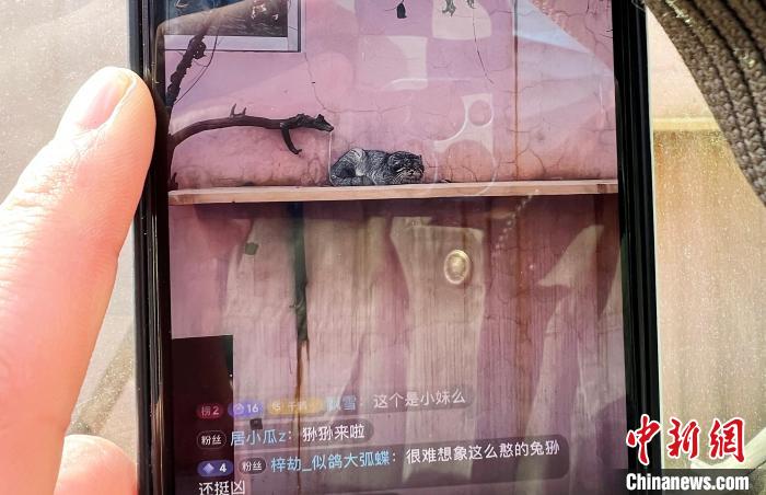 圖為雪豹“奶爸”史壽軍正在直播?！●R銘言 攝