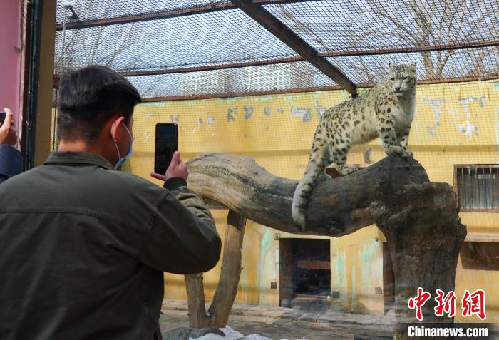 圖為雪豹“奶爸”史壽軍正在直播。　馬銘言 攝